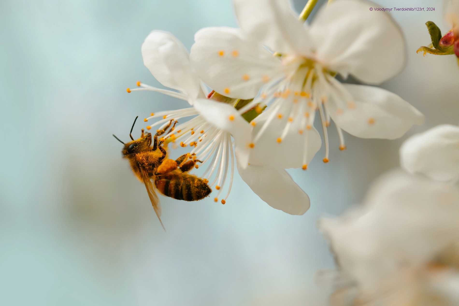 Lettura in spagnolo con esercizi: Proteger las abejas, preservar el planeta